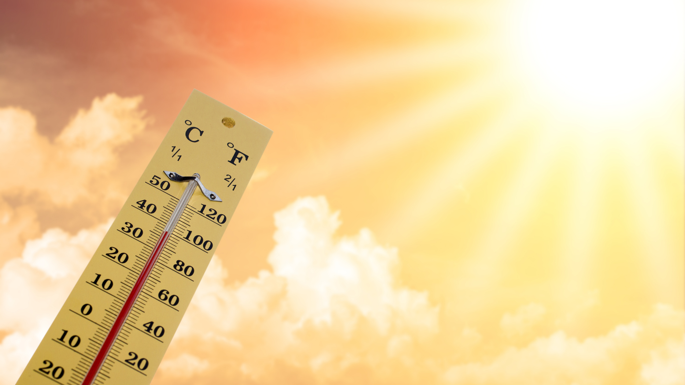 5 Essential Lawn Care Tips for Surviving a Heat Wave